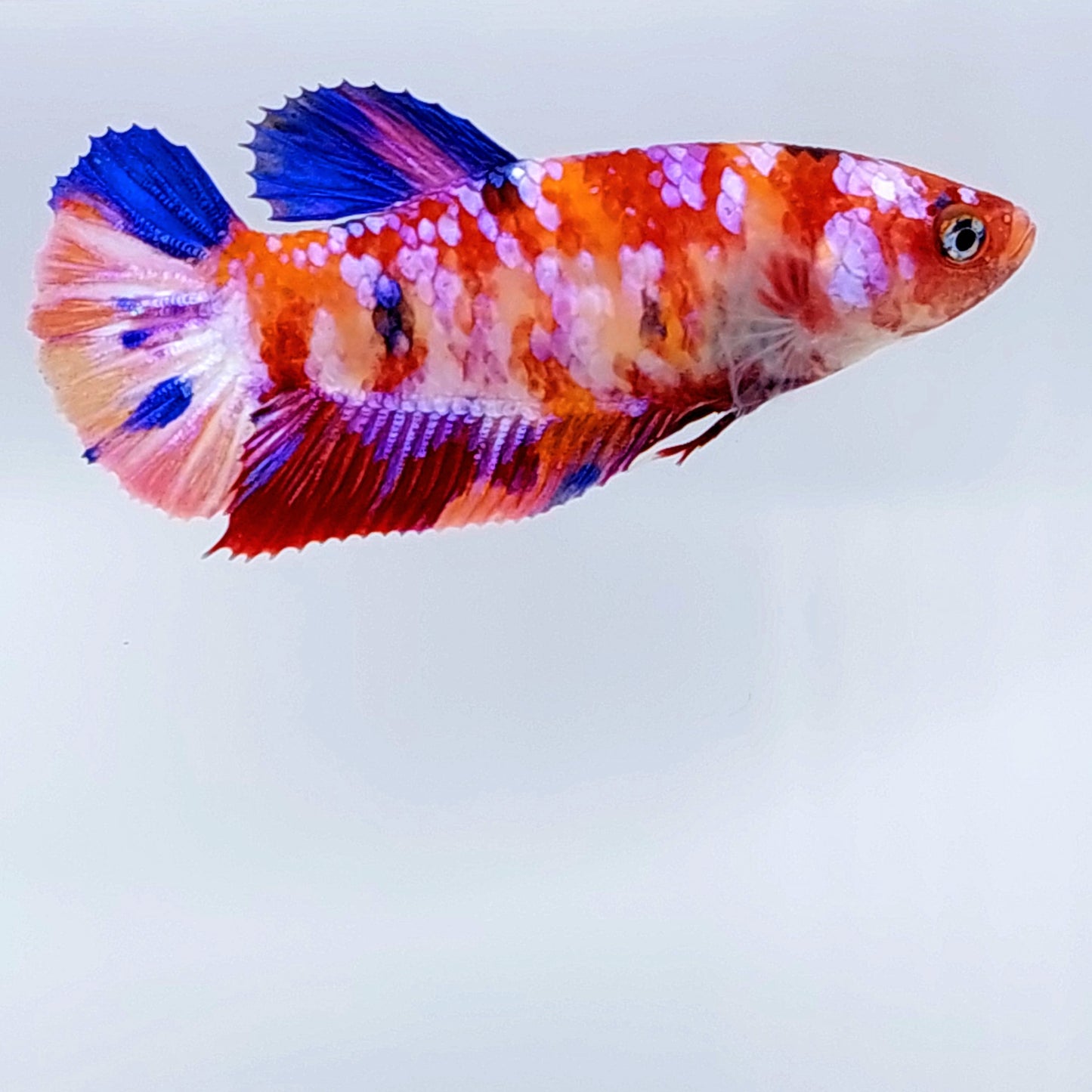 Multicolor Candy Pink Purple Galaxy HMPK Female For Sorority Tank/Breed