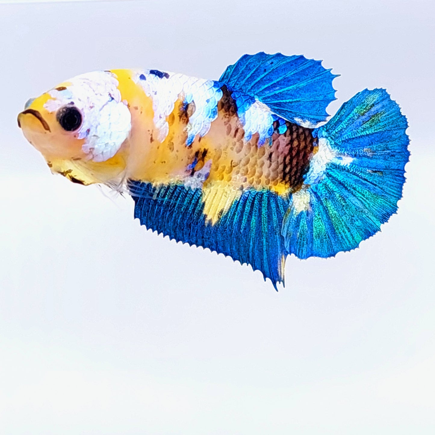 Yellow Koi Galaxy HMPK hembra para hermandad de mujeres tanque/raza