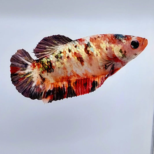 Copper Candy Gold Galaxy HMPK Female For Sorority Tank/Breed