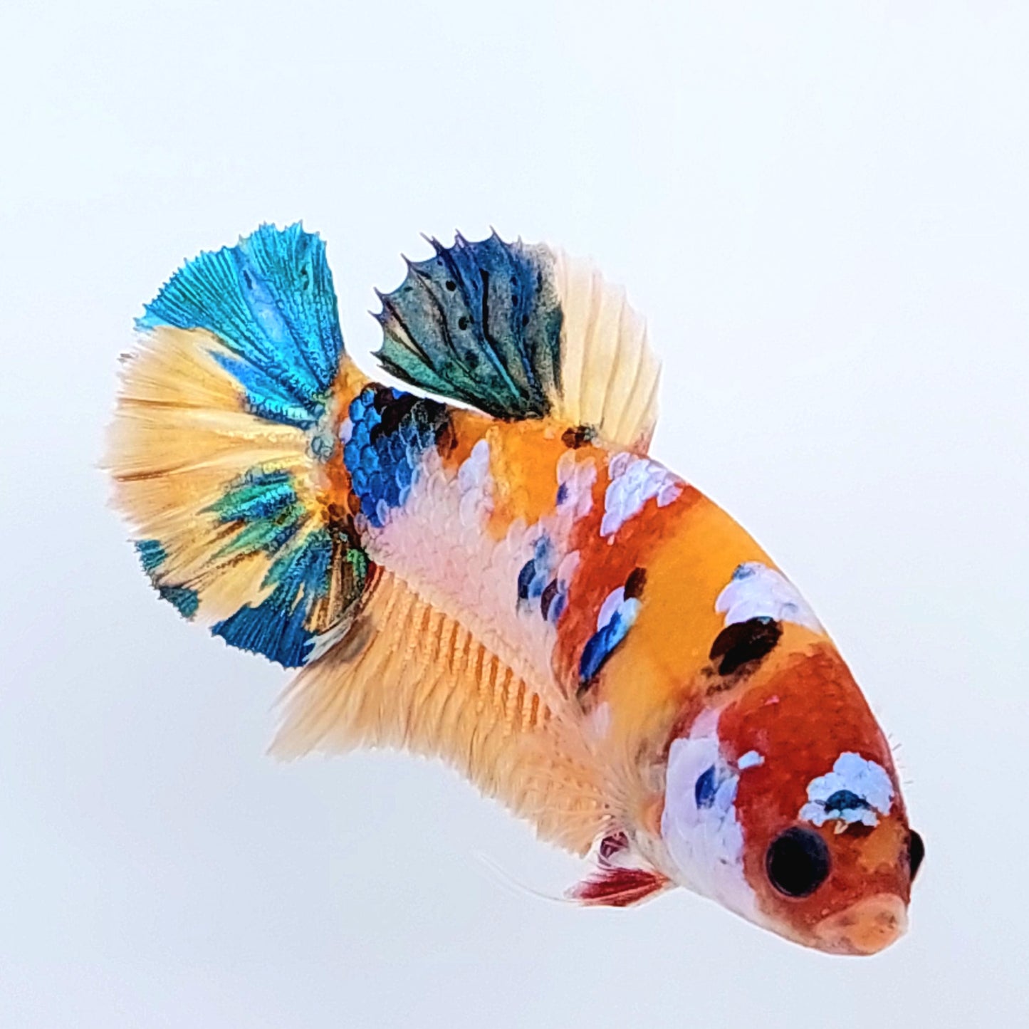 Yellowbase Multicolor Galaxy HMPK Female For Sorority Tank/Breed