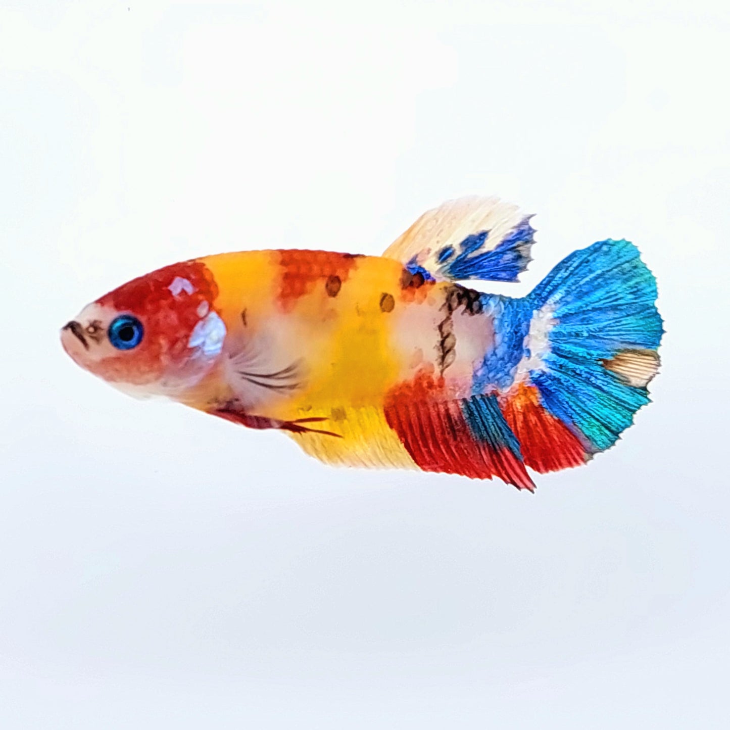 Yellowbase Multicolor HMPK Female For Sorority Tank/Breed