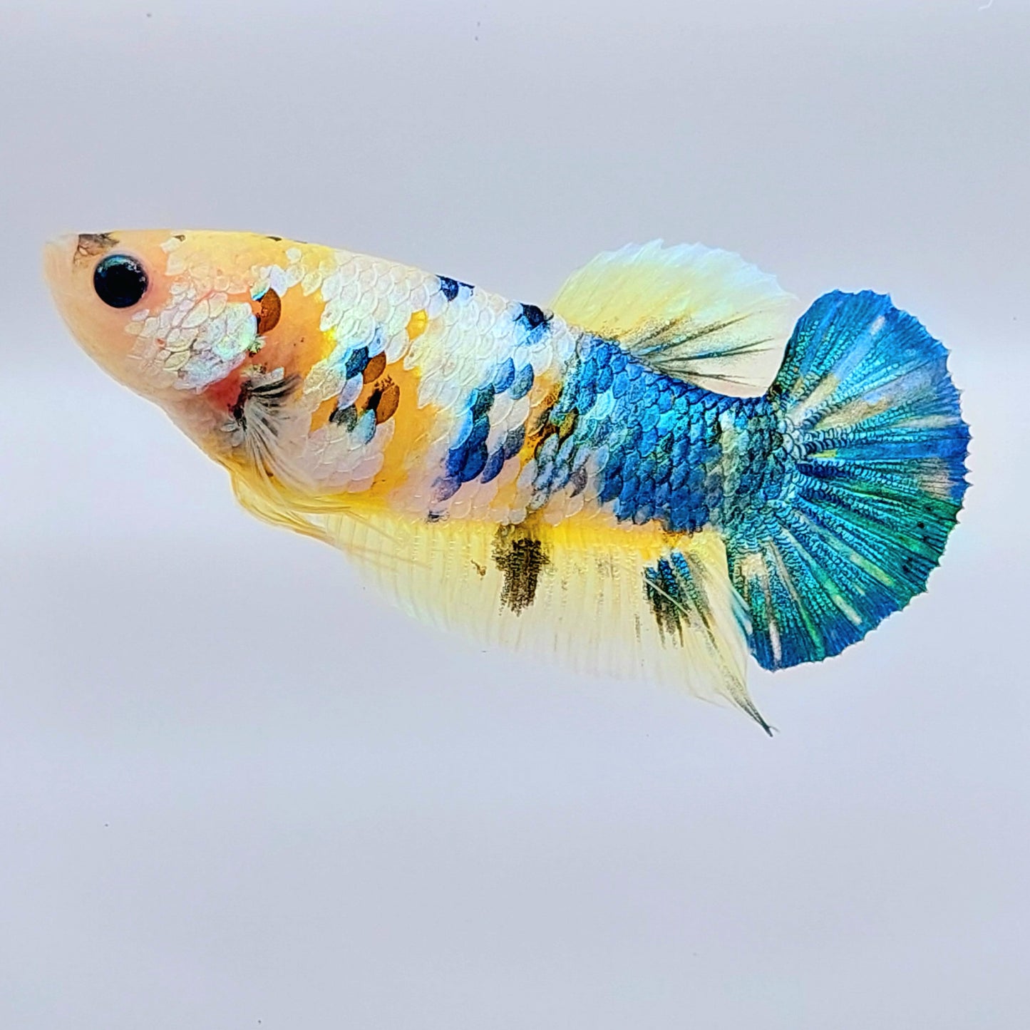 Yellow Koi Galaxy HMPK Female For Sorority Tank/Breed