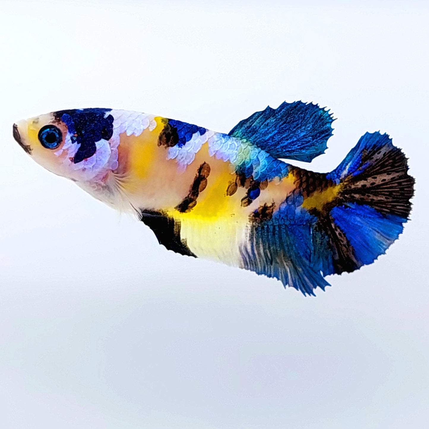 Yellow Koi Galaxy HMPK Female For Sorority Tank/Breed