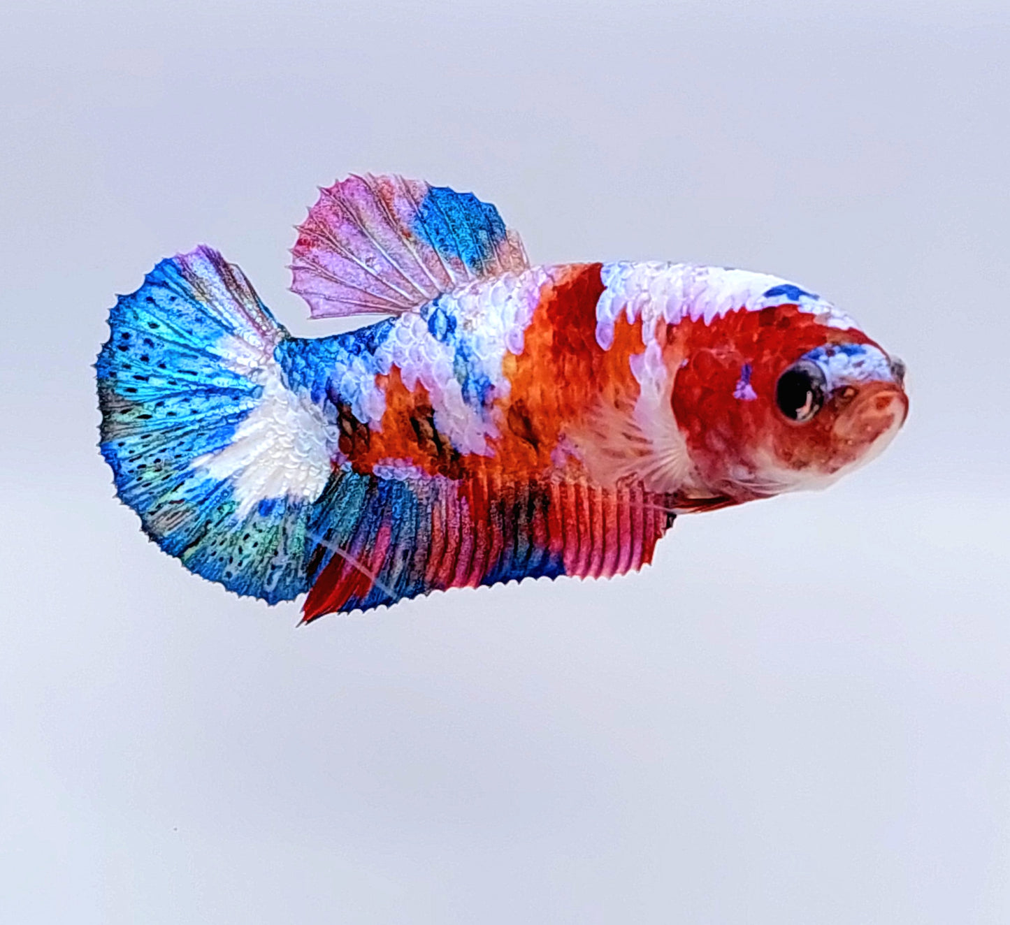 Multicolor Candy Galaxy HMPK Female For Sorority Tank/Breed