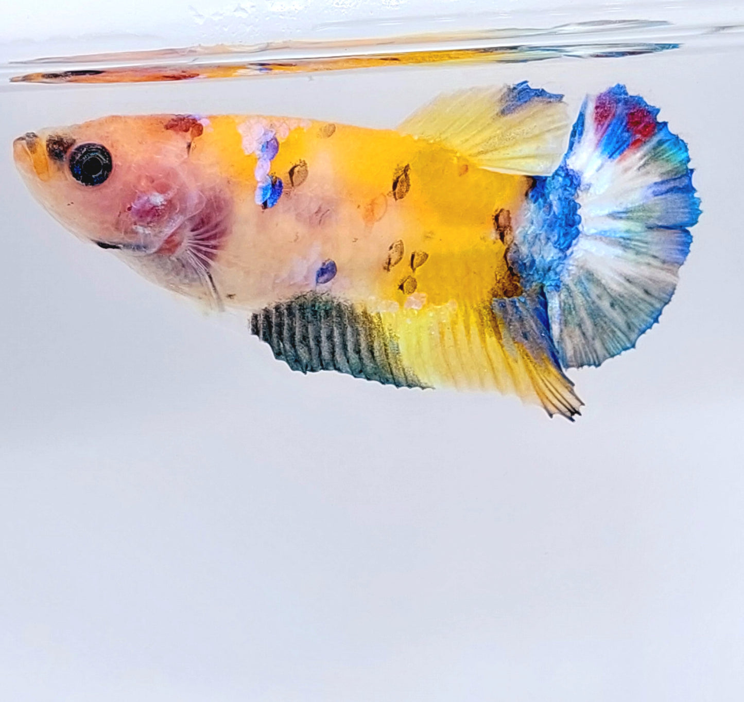 Yellowbase Multicolor Galaxy HMPK Female For Sorority Tank/Breed