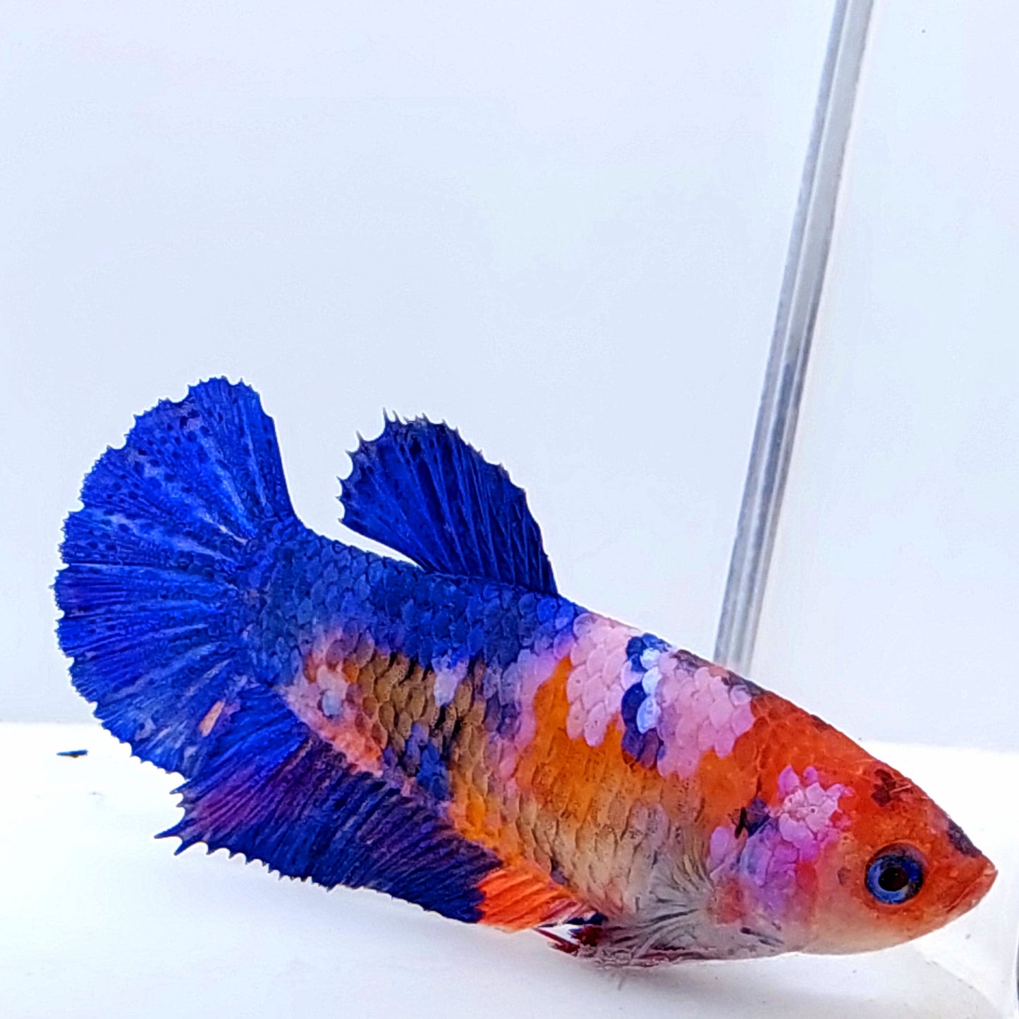 Multicolor Blue Pink Galaxy HMPK Female For Sorority Tank/Breed