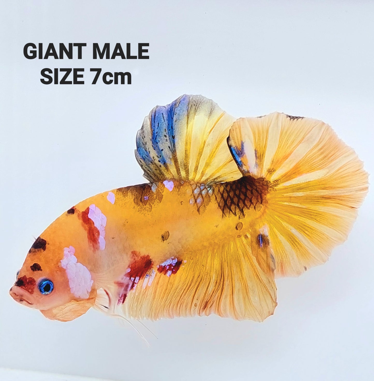 Yellowbase Multicolor Galaxy GIANT HMPK Male