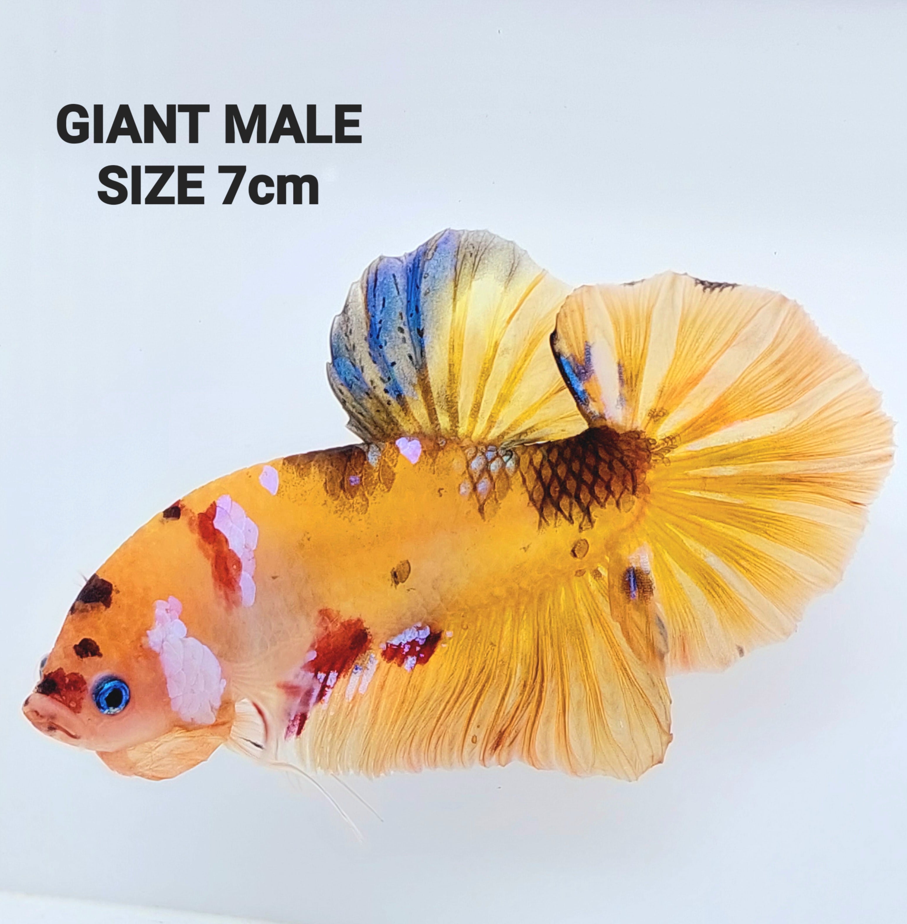 イエローベース マルチカラー Galaxy GIANT HMPK 男性