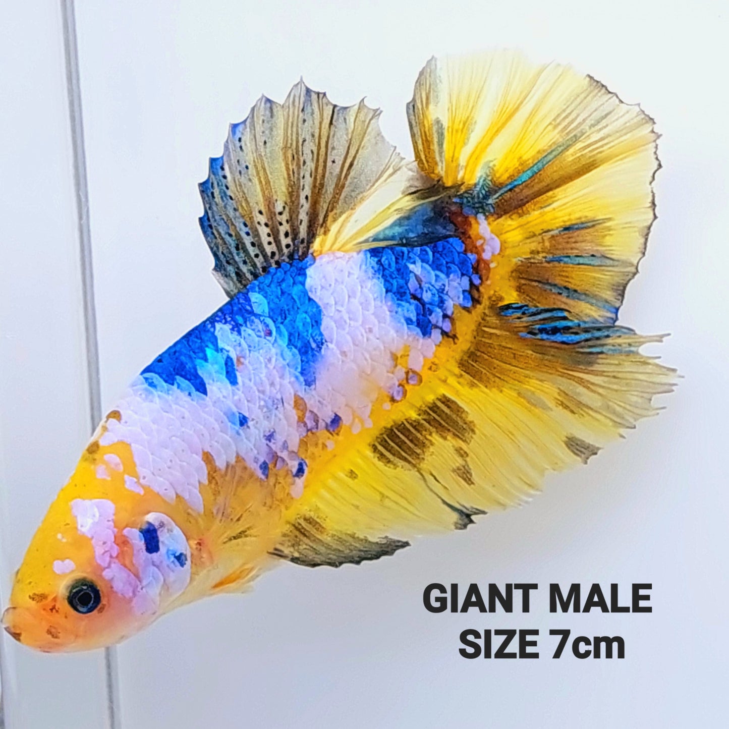 Amarillo Koi Galaxy GIGANTE HMPK Macho