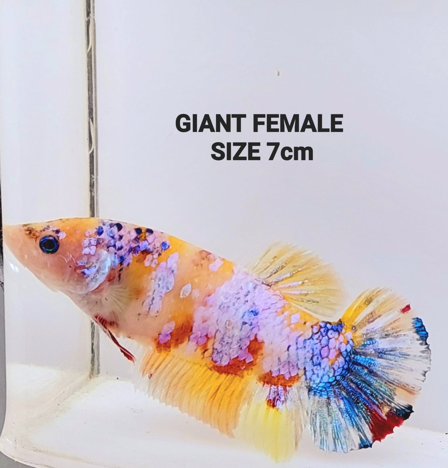 Yellowbase Multicolor Pink Galaxy GIANT HMPK Female For Sorority Tank/Breed