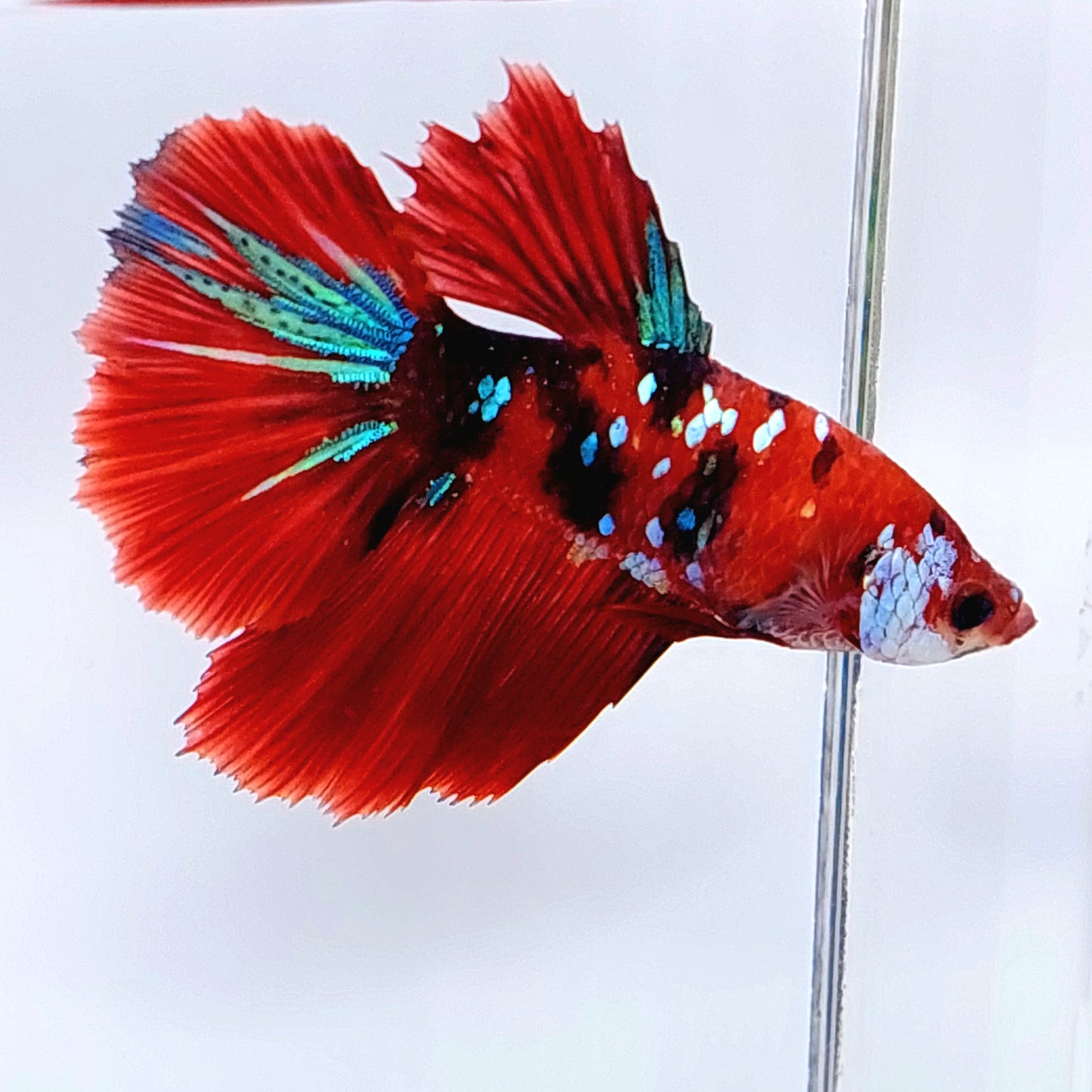 Red Koi Tiger Galaxy Halfmoon hembra para hermandad de mujeres tanque/raza