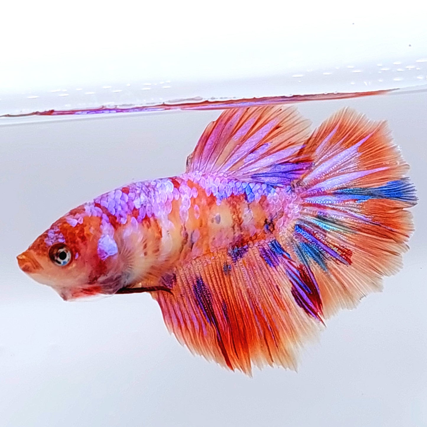 Multicolor Pink Purple Candy Galaxy Halfmoon Female For Sorority Tank/Breed