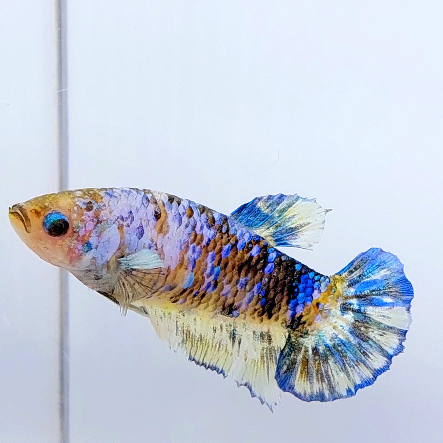 Multicolor Yellow Galaxy HMPK Female For Sorority Tank/Breed