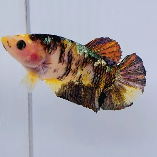 Yellow Koi Copper Gold HMPK Female For Sorority Tank/Breed