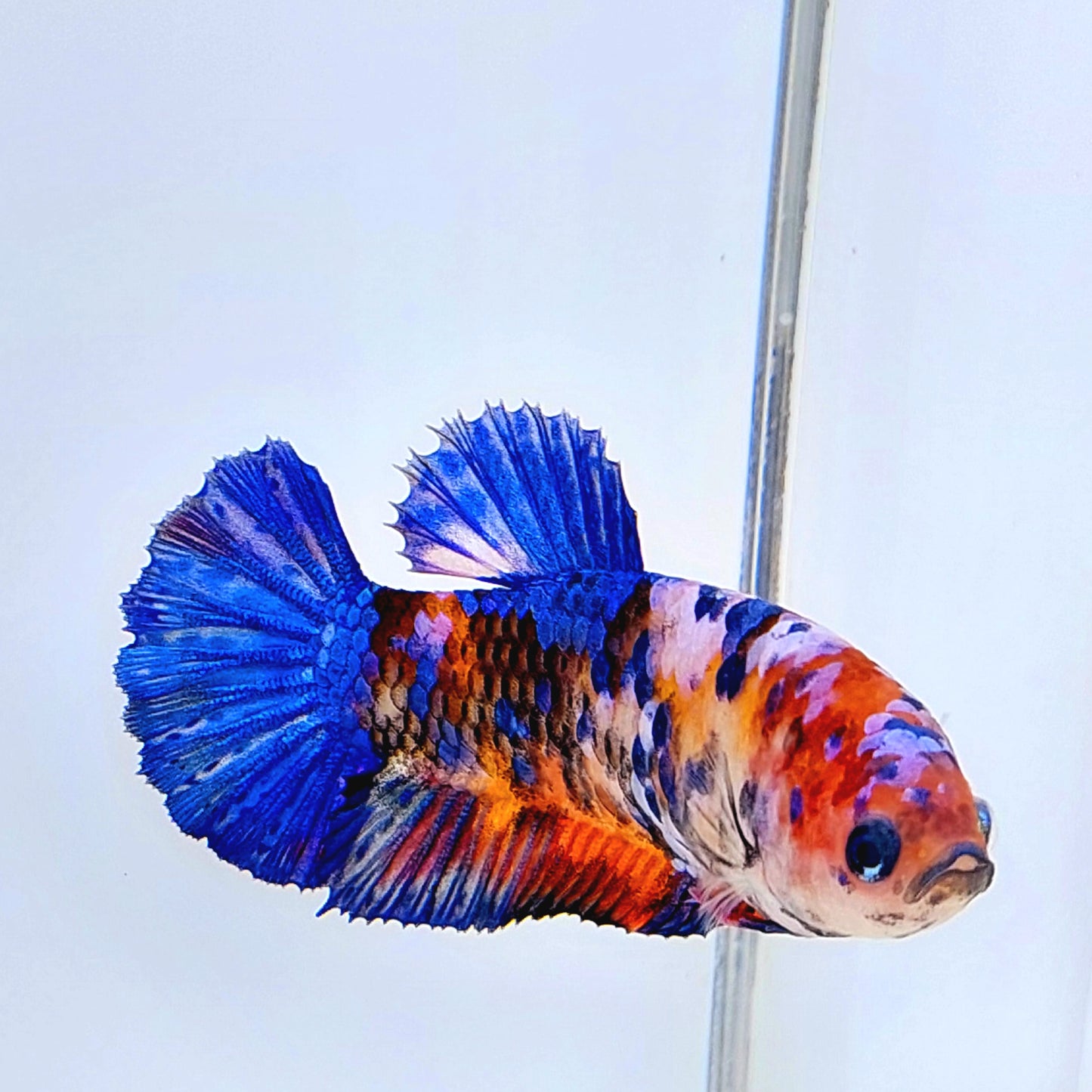 Multicolor Galaxy HMPK Female For Sorority Tank/Breed