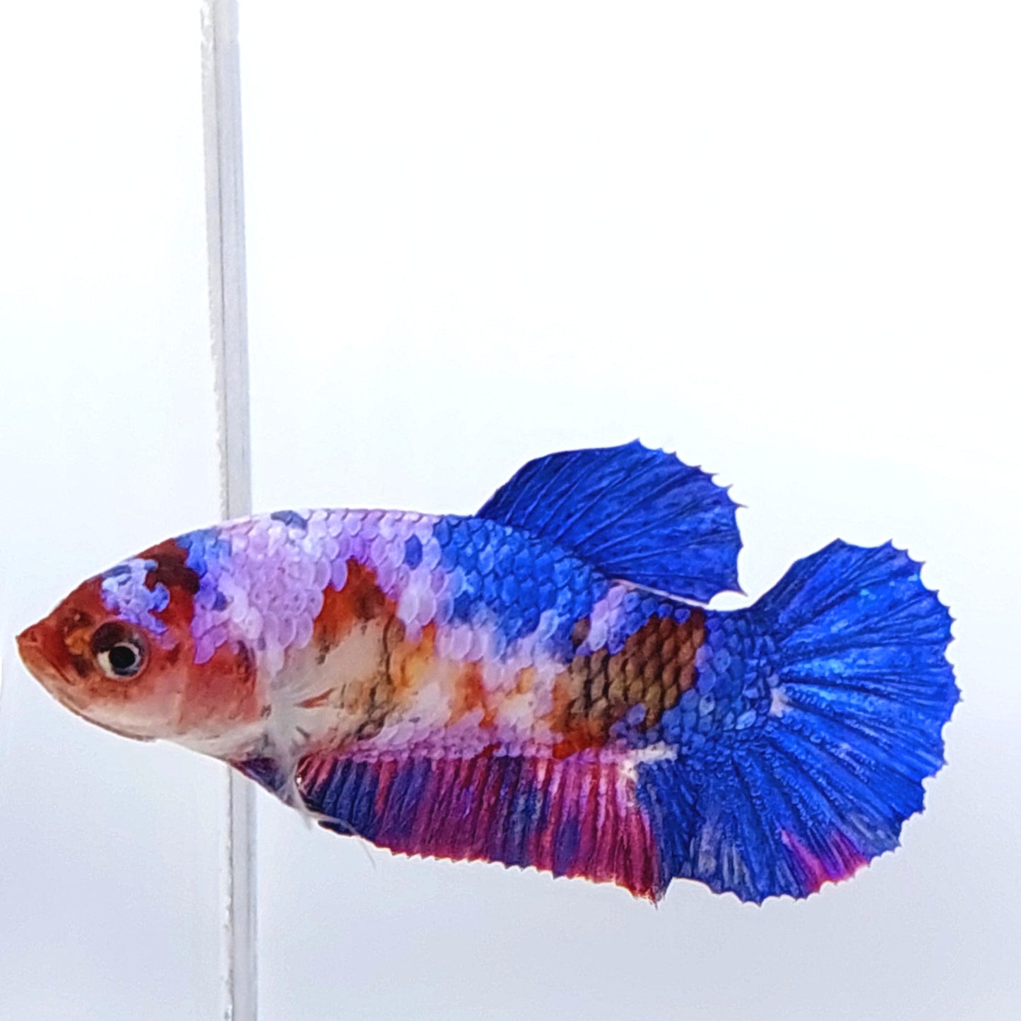 Multicolor Pink Purple Galaxy HMPK Female For Sorority Tank/Breed