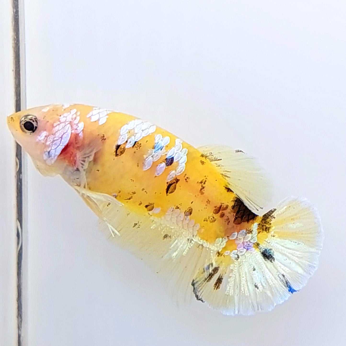 Yellow Koi Tiger Galaxy HMPK Female For Sorority Tank/Breed