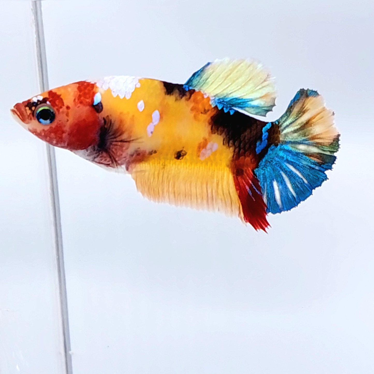 Yellowbase Multicolor Galaxy HMPK Female For Sorority Tank/Breed