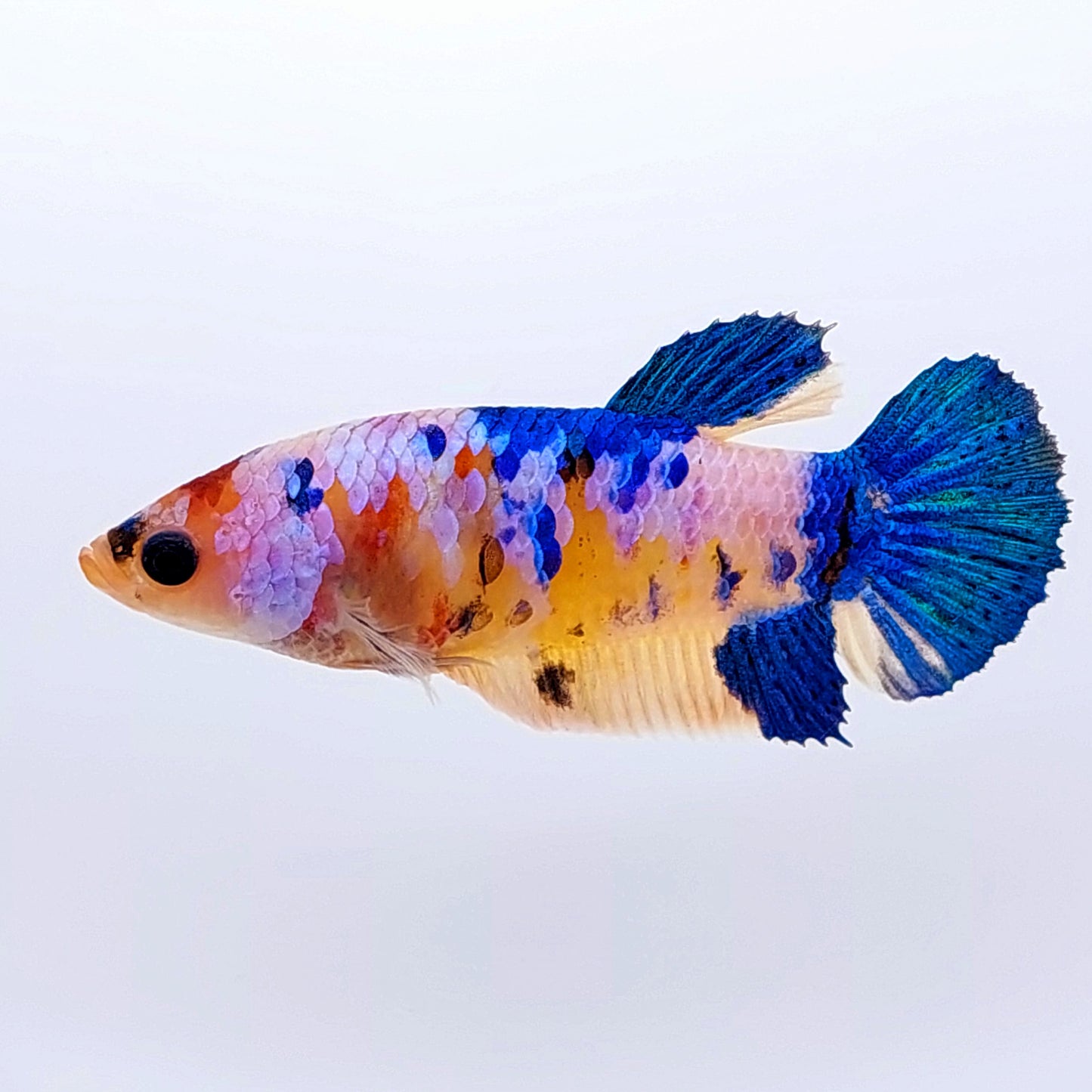 Multicolor Galaxy HMPK Female For Sorority Tank/Breed