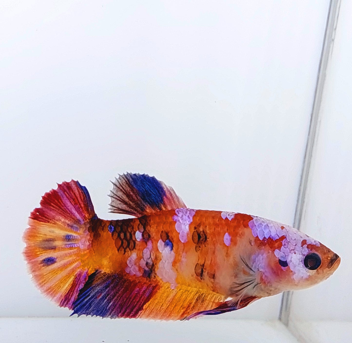 Multicolor Candy Galaxy HMPK Female For Sorority Tank/Breed