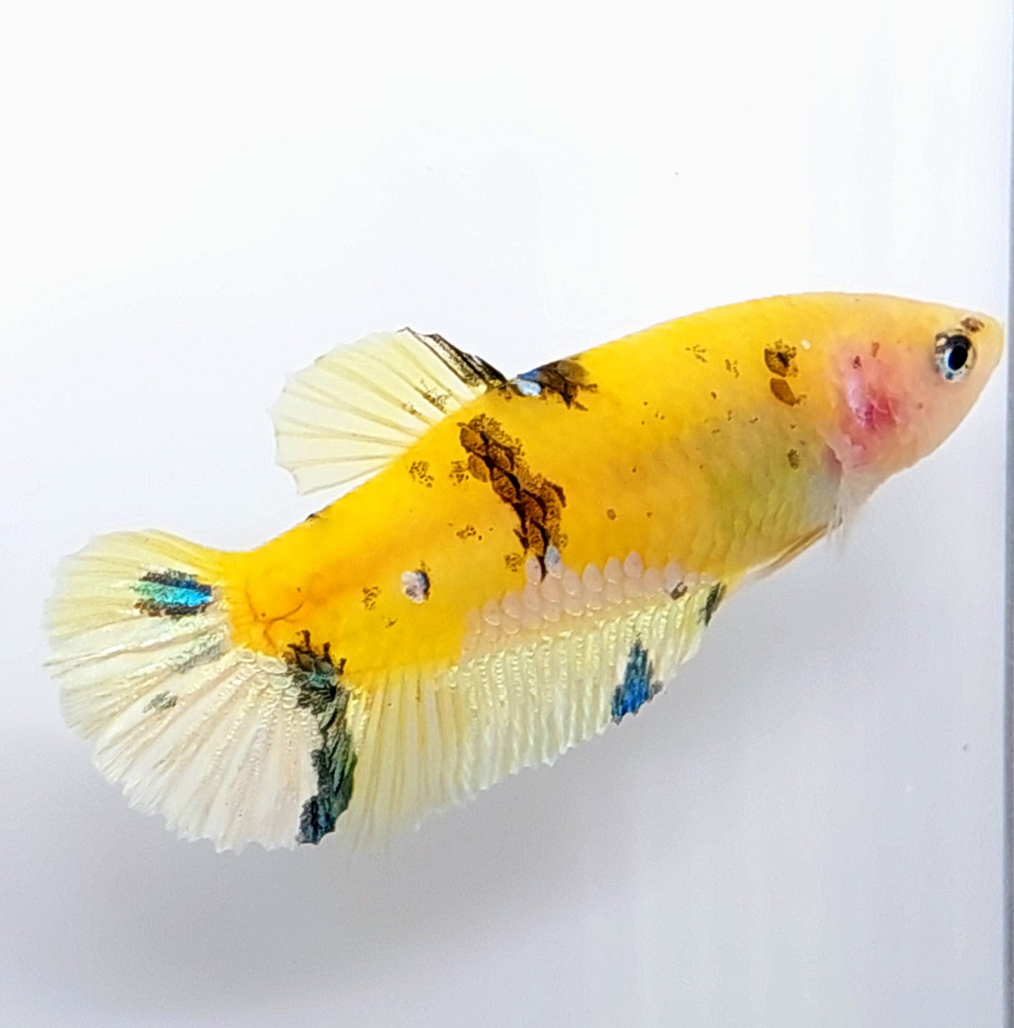 Yellow Koi HMPK Female For Sorority Tank/Breed