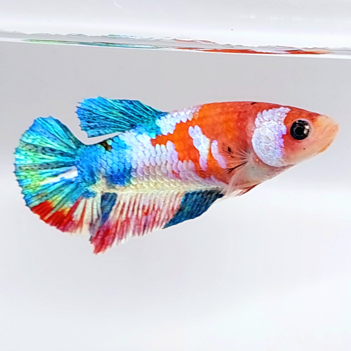 Multicolor Koi Galaxy HMPK Female For Sorority Tank/Breed