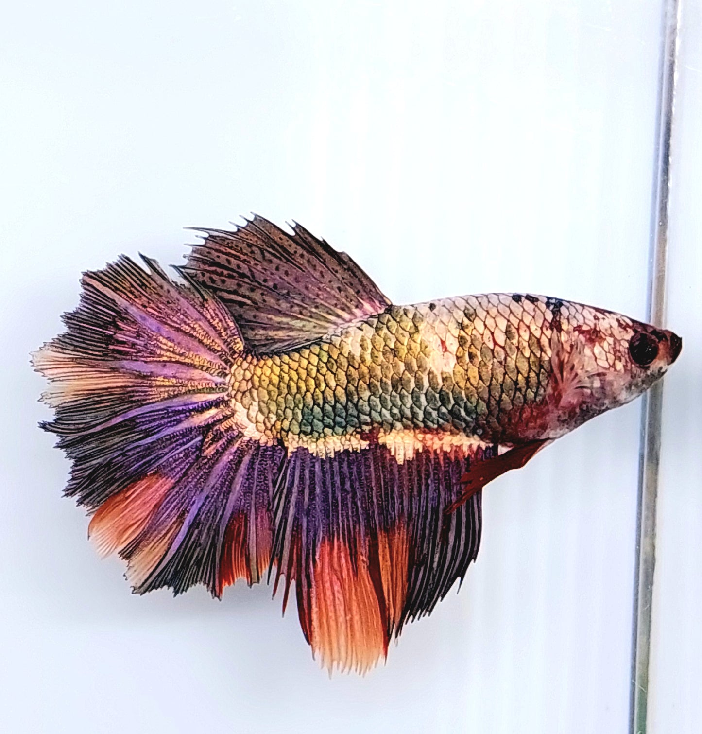 Multicolor Copper Green Gold Purple Halfmoon Female For Sorority Tank/Breed