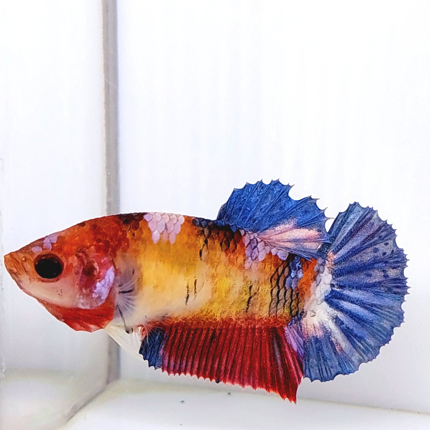 Multicolor HMPK Female For Sorority Tank/Breed