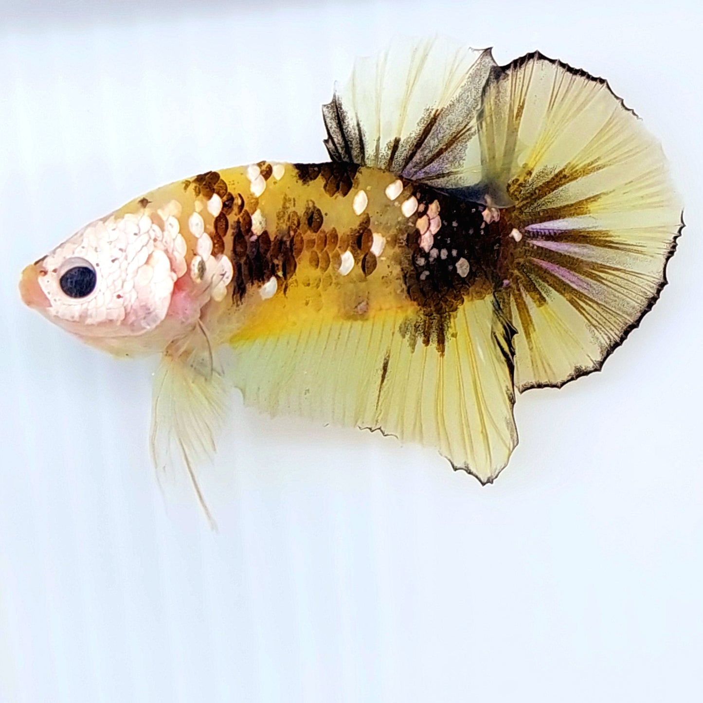 Yellow Koi Copper Gold Galaxy HMPK Male