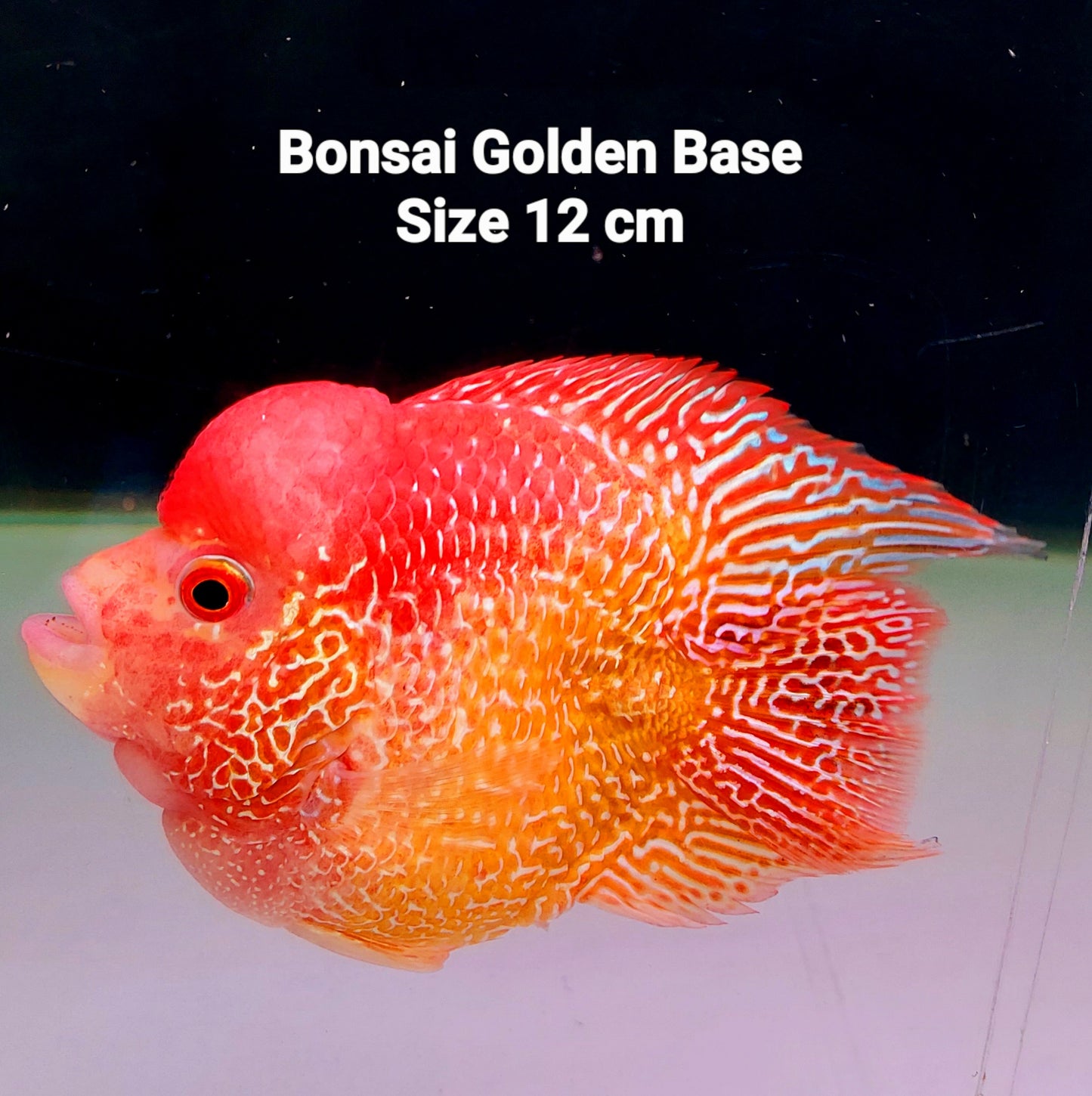 Shortbody BonBon Indo Cencu Golden Base Flowerhorn