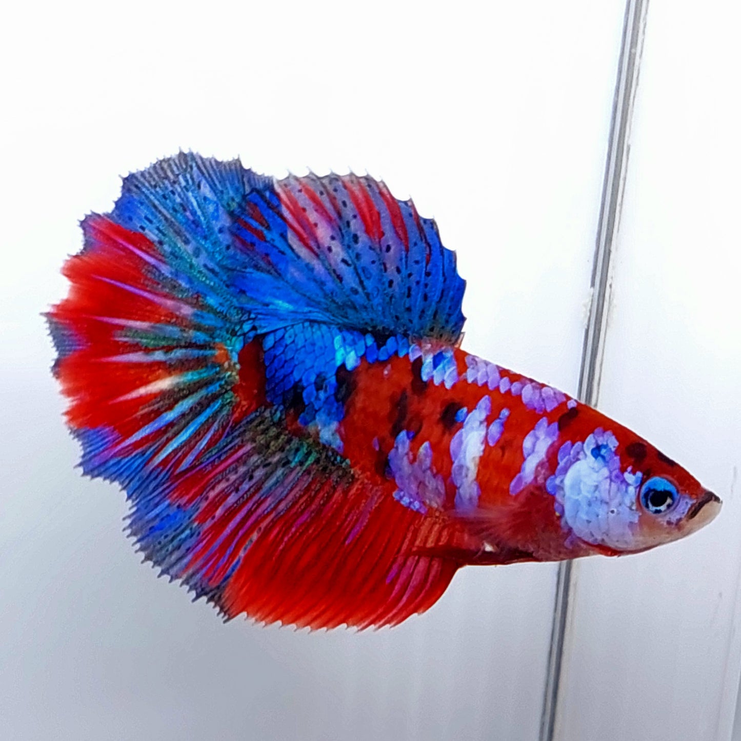 Multicolor Red Galaxy Halfmoon Female For Sorority Tank/Breed