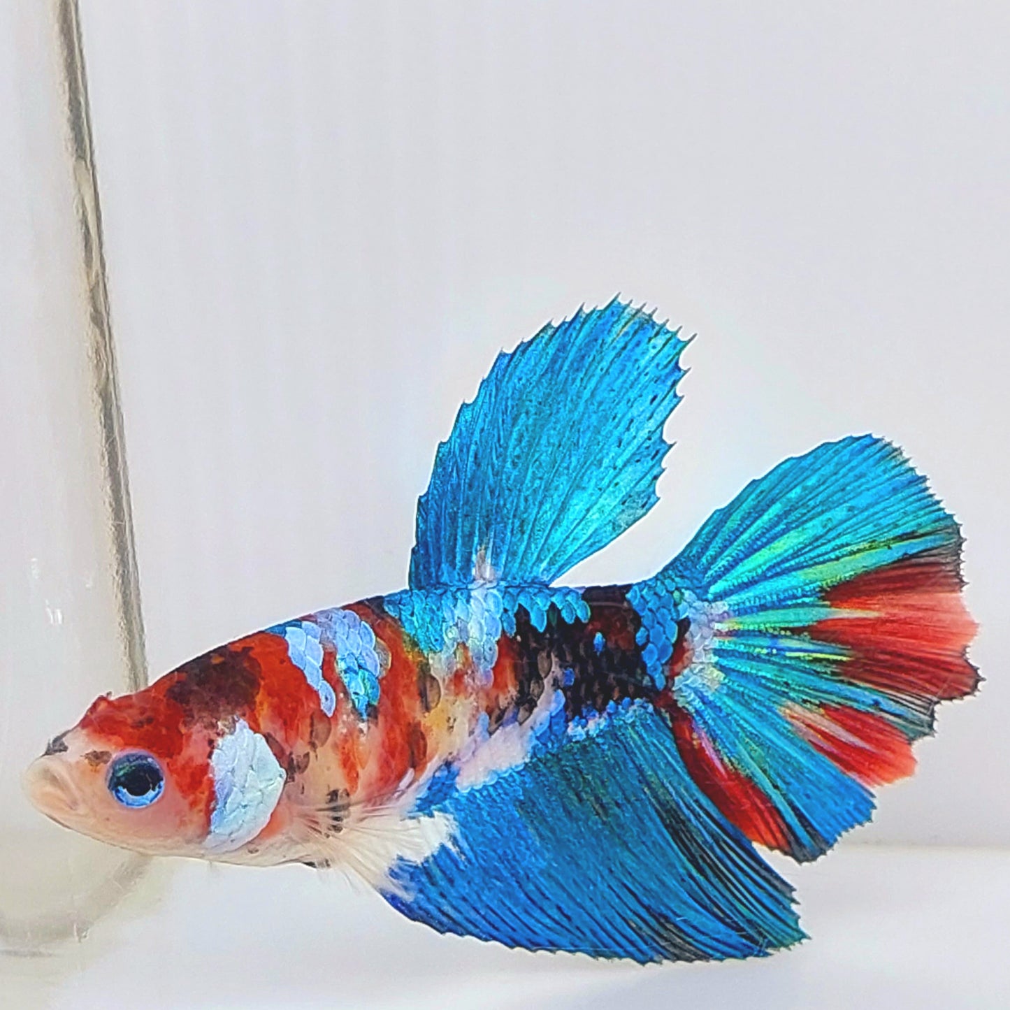 Multicolor Koi Galaxy Halfmoon Female For Sorority Tank/Breed