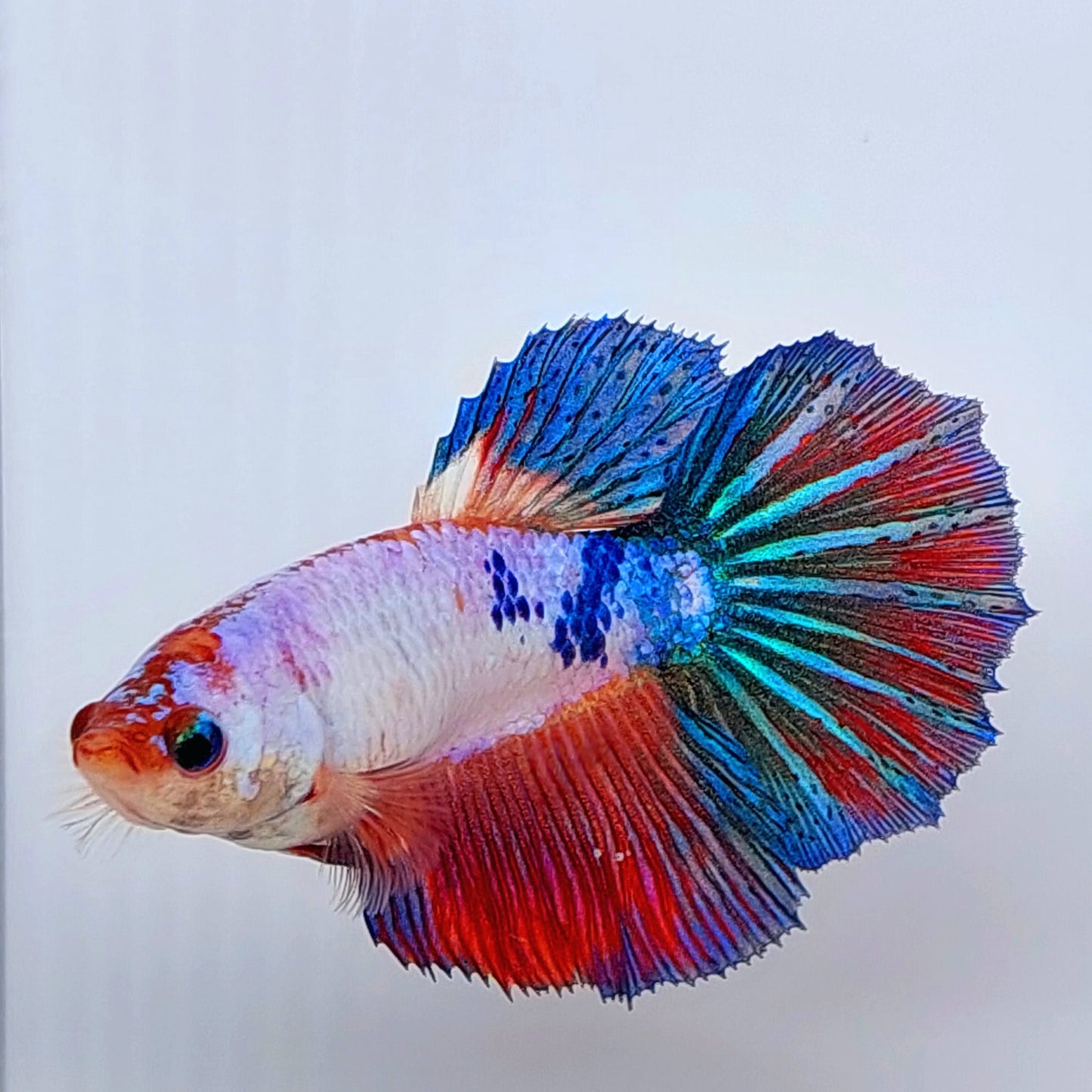 Multicolor Halfmoon Female For Sorority Tank/Breed