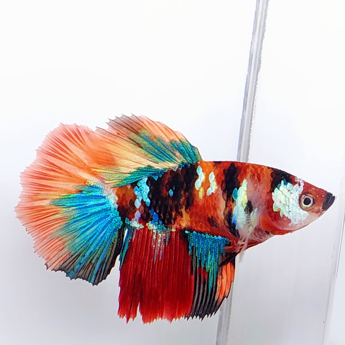 Multicolor Tiger Galaxy Halfmoon Female For Sorority Tank/Breed