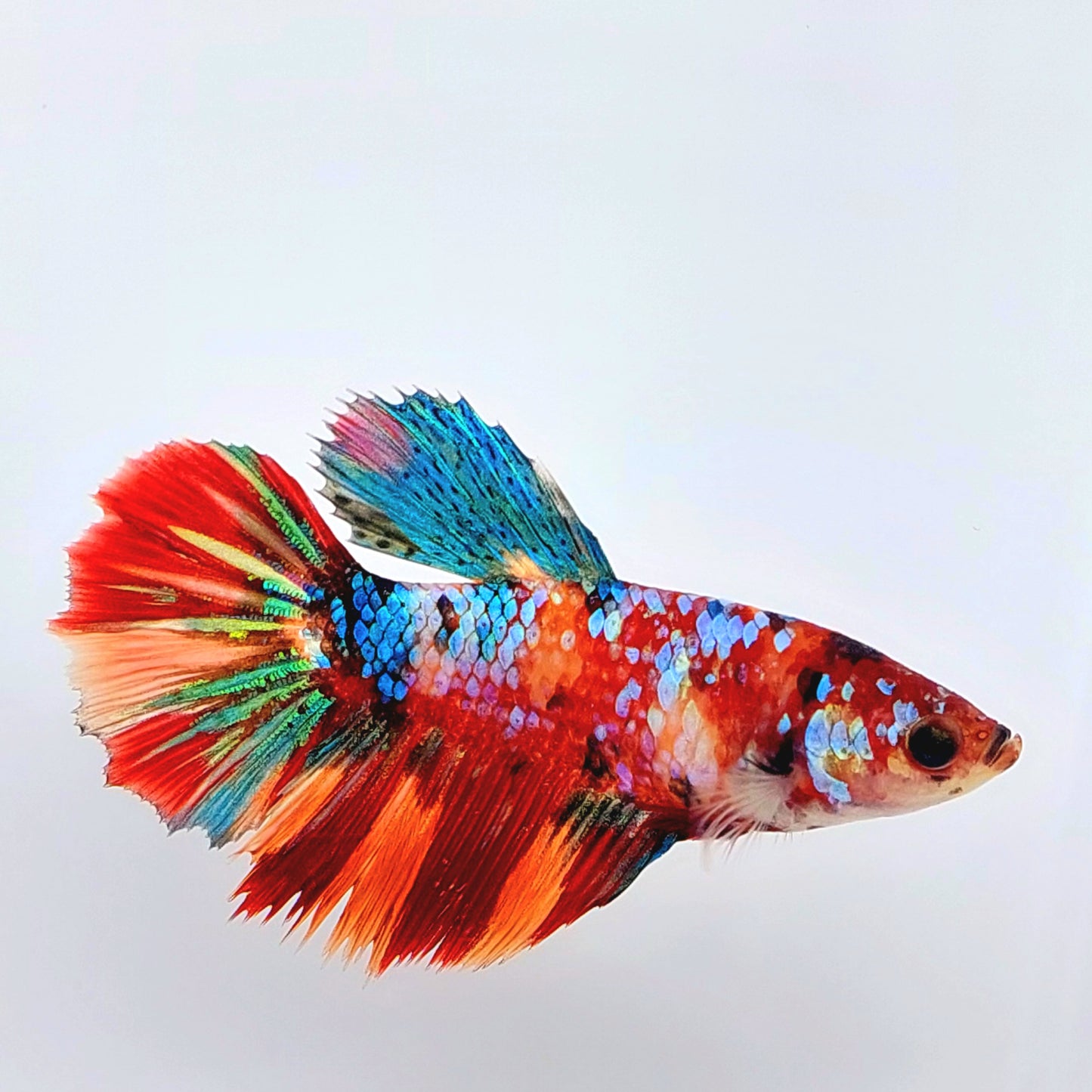 Multicolor Galaxy Halfmoon Female For Sorority Tank/Breed