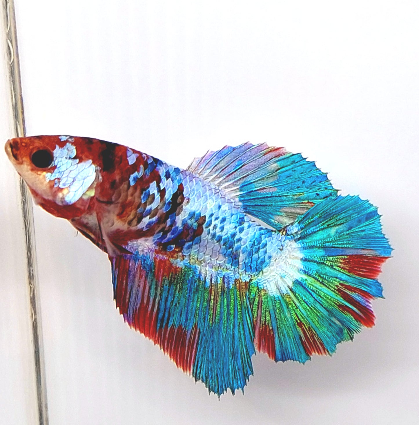 Multicolor Koi Galaxy Halfmoon Female For Sorority Tank/Breed