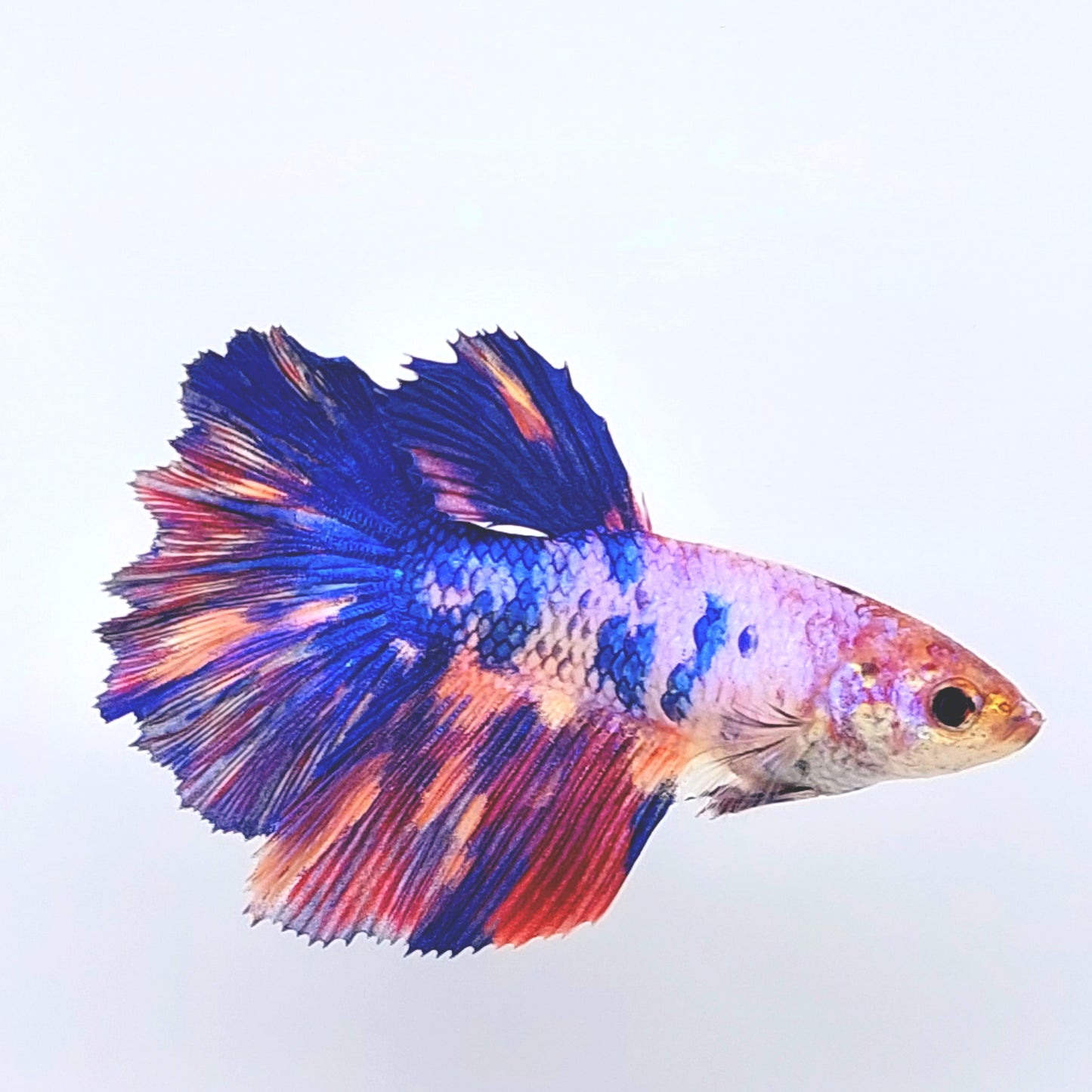 Multicolor Pink Candy Halfmoon Female For Sorority Tank/Breed