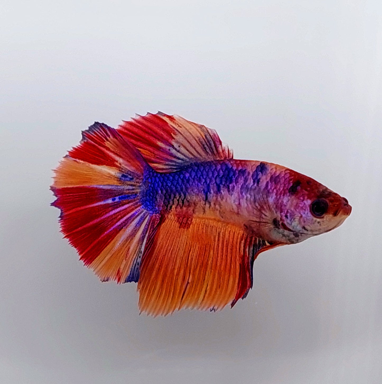 Multicolor Candy Halfmoon Female For Sorority Tank/Breed