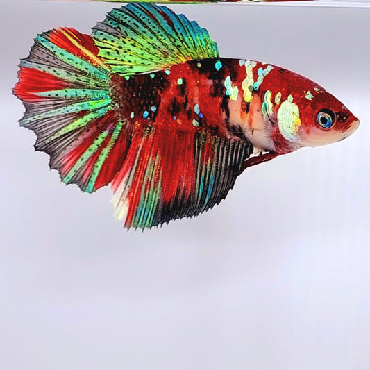 Multicolor Koi rojo verde Galaxy Halfmoon hembra para hermandad de mujeres tanque/raza