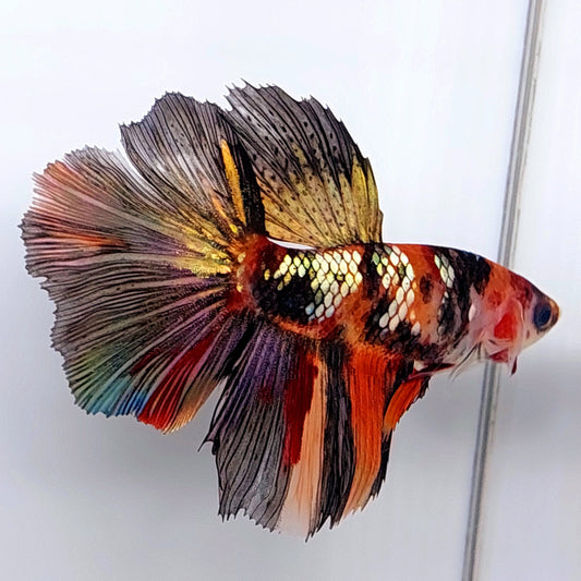 Super Huge Fins Multicolor Koi Copper Gold Candy Galaxy Halfmoon Female For Sorority Tank/Breed