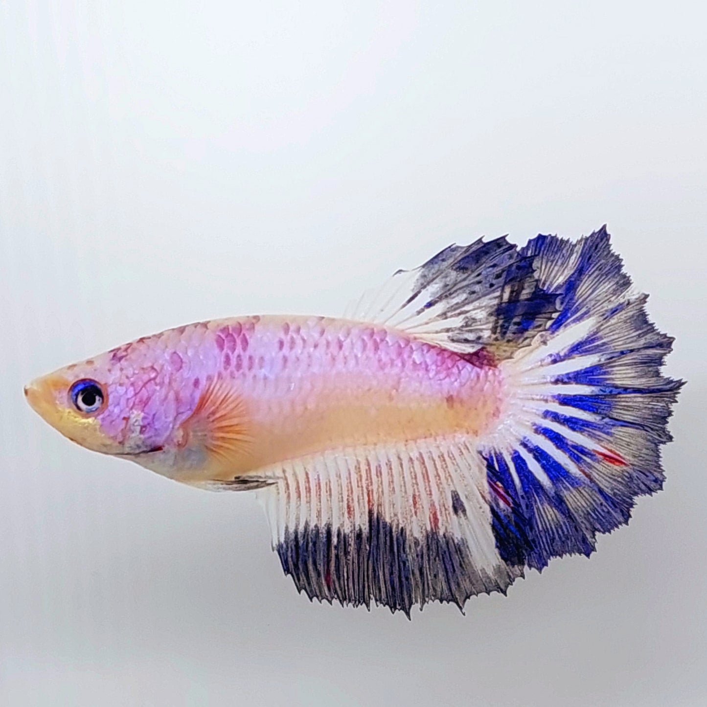 Multicolor Pink Fancy Halfmoon Female For Sorority Tank/Breed