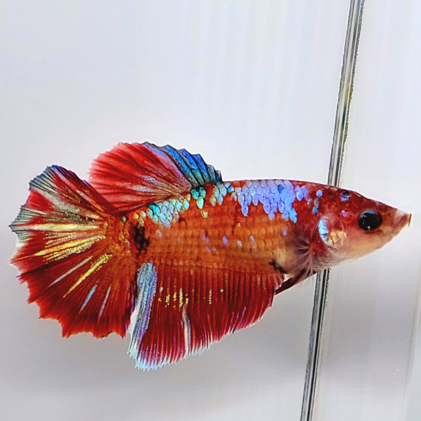 Red Koi Galaxy Halfmoon hembra para hermandad de mujeres tanque/raza