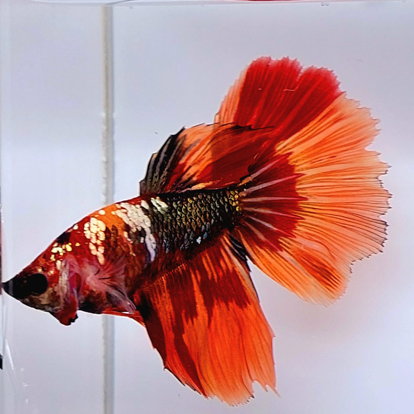 Huge Fins Multicolor Copper Candy Halfmoon Female For Sorority Tank/Breed