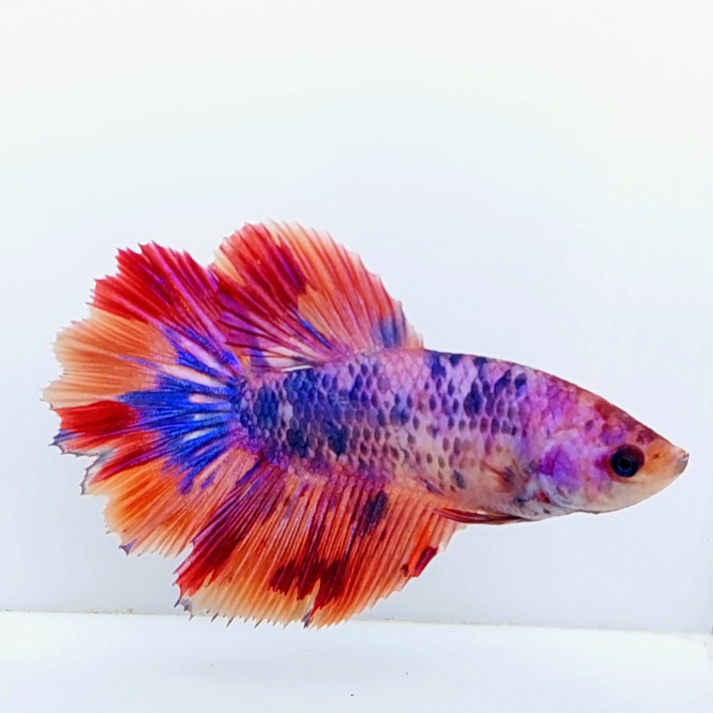 Multicolor Pink Purple Candy Halfmoon Female For Sorority Tank/Breed