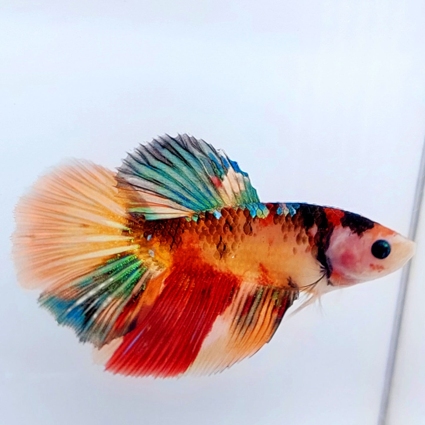 Multicolor Galaxy Halfmoon Female For Sorority Tank/Breed