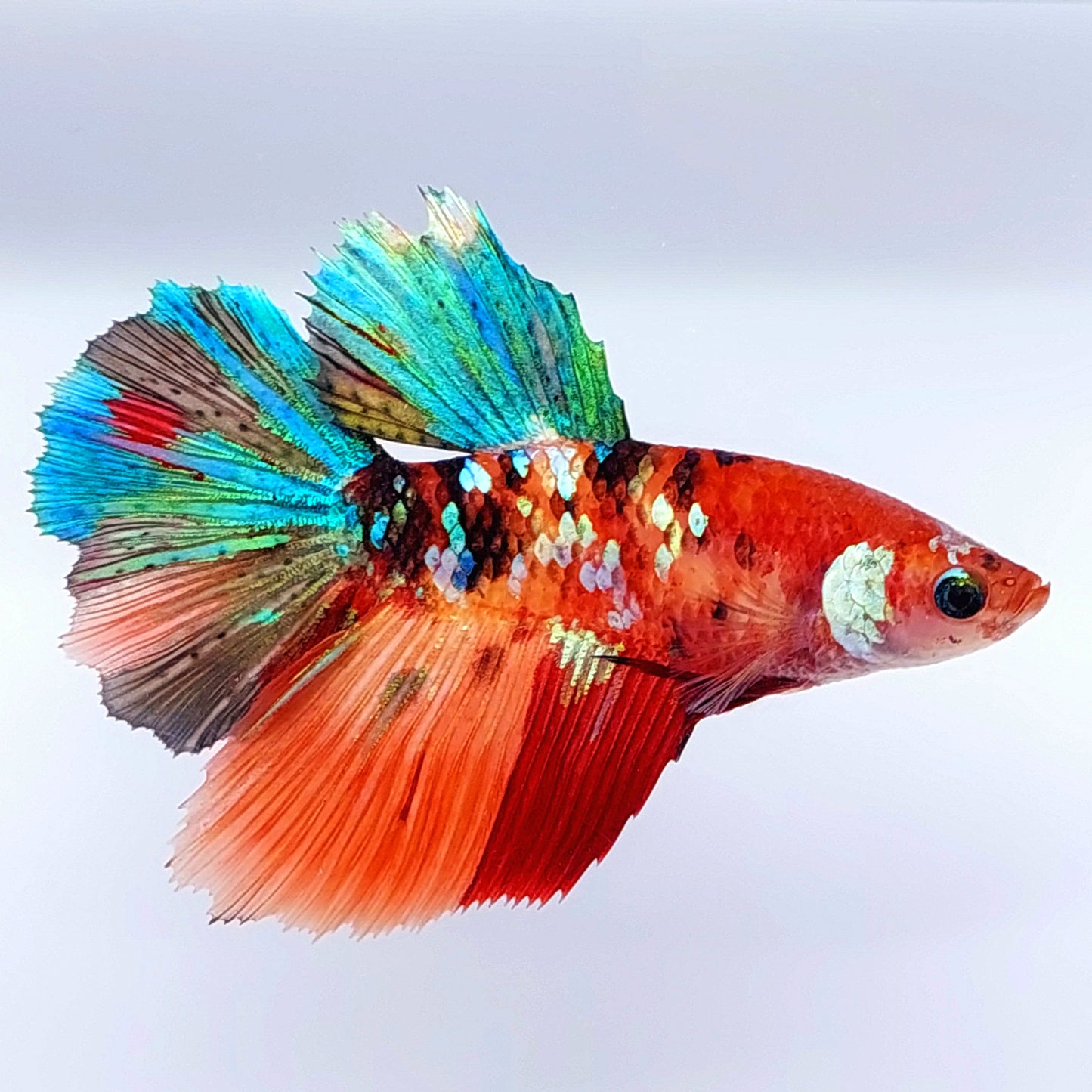 Multicolor Galaxy Halfmoon Female For Sorority Tank/Breed