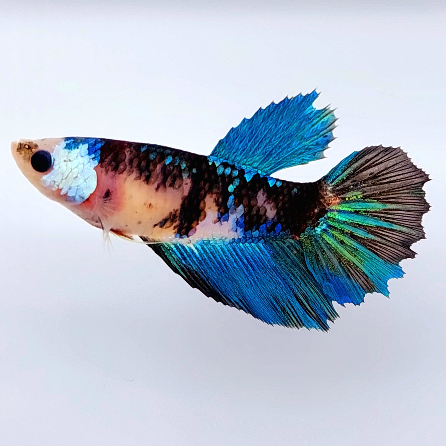 Blue Black Koi Galaxy Halfmoon Female For Sorority Tank/Breed