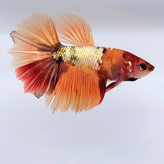 Copper Gold Candy Halfmoon Female For Sorority Tank/Breed