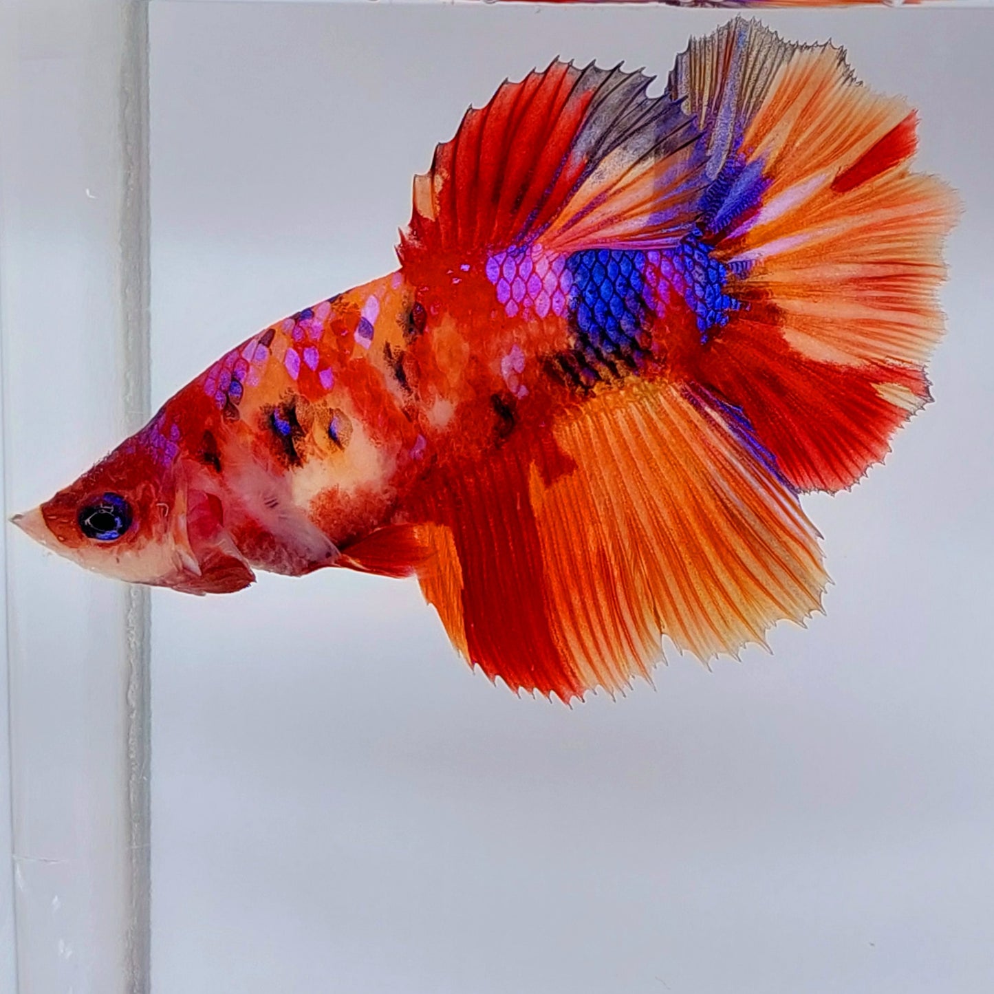 Multicolor Purple Galaxy Candy Halfmoon Female For Sorority Tank/Breed