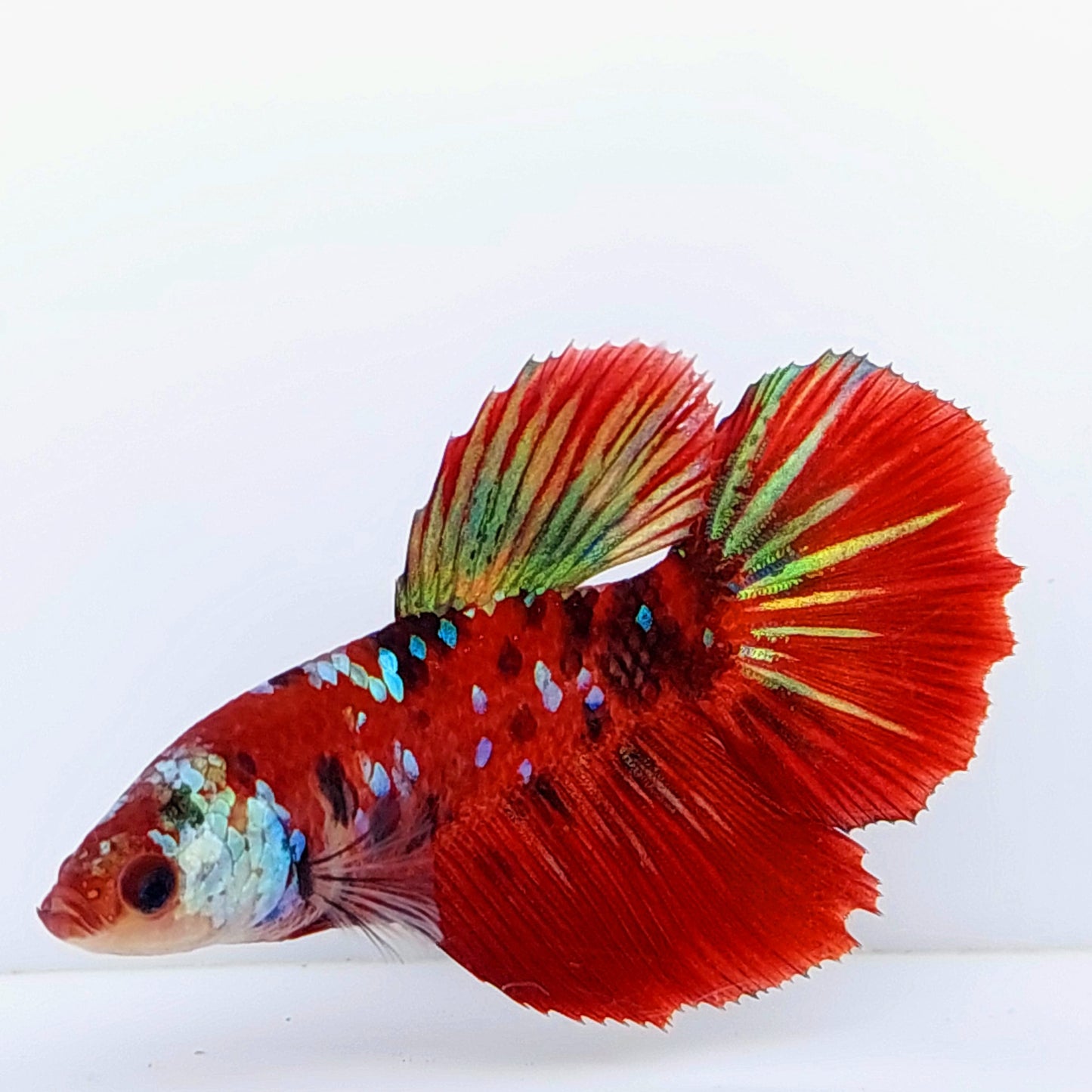 Red Koi Tiger Galaxy Halfmoon hembra para hermandad de mujeres tanque/raza